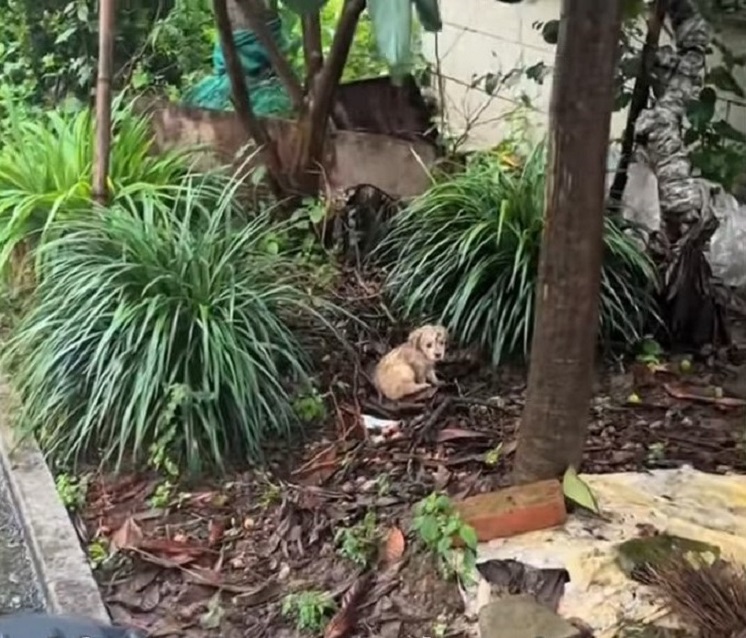 puppy on a pile of leaves