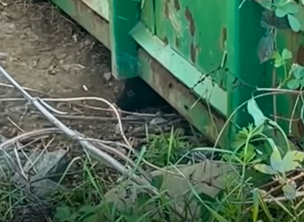 puppy under container