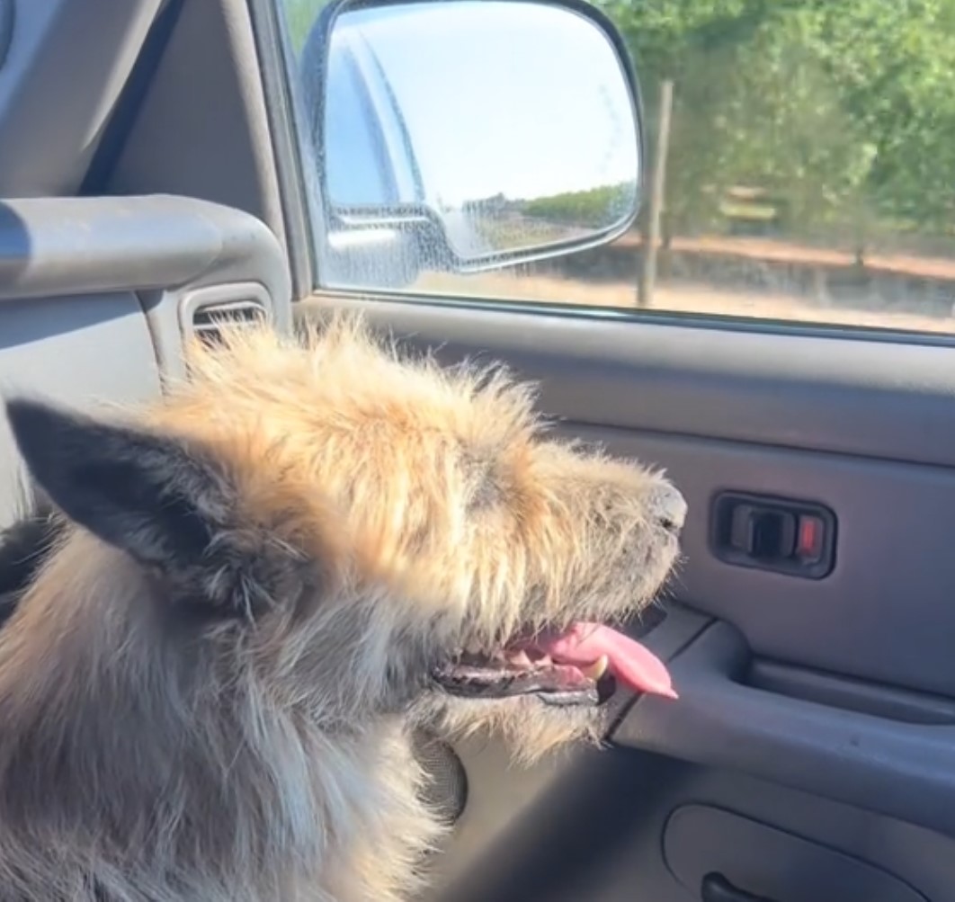 rescued dog in a car