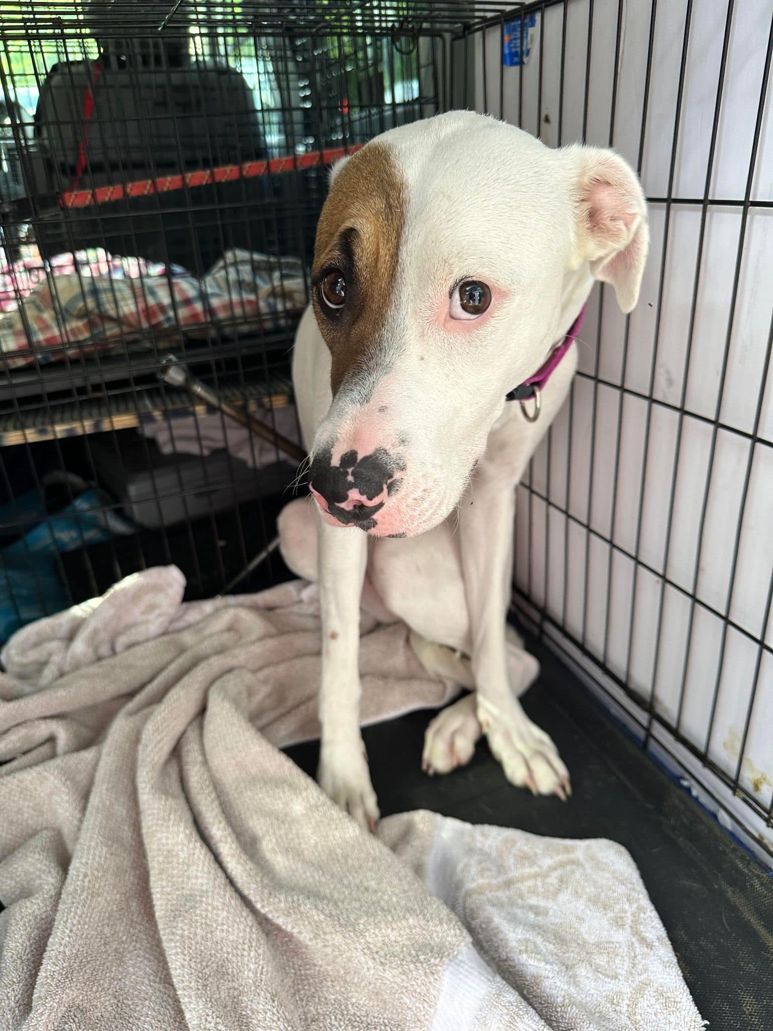 sad dog in crate