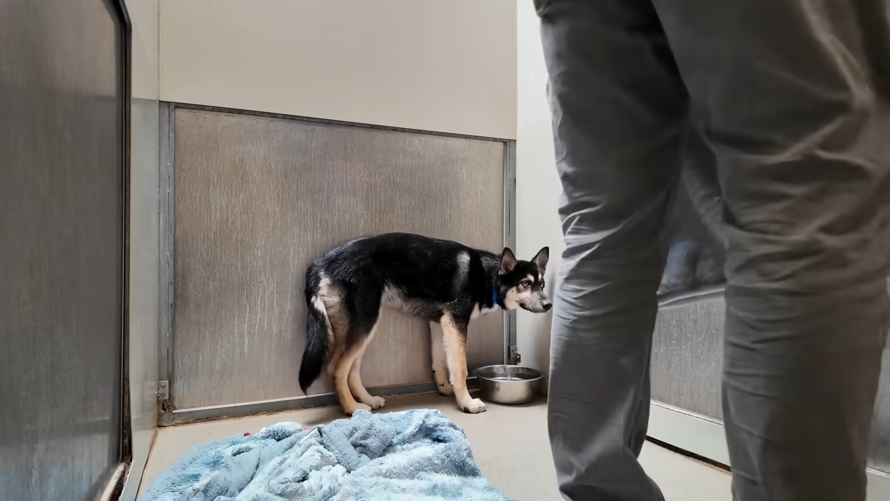 scared dog at the shelter