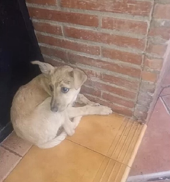 scared dog lying on floor