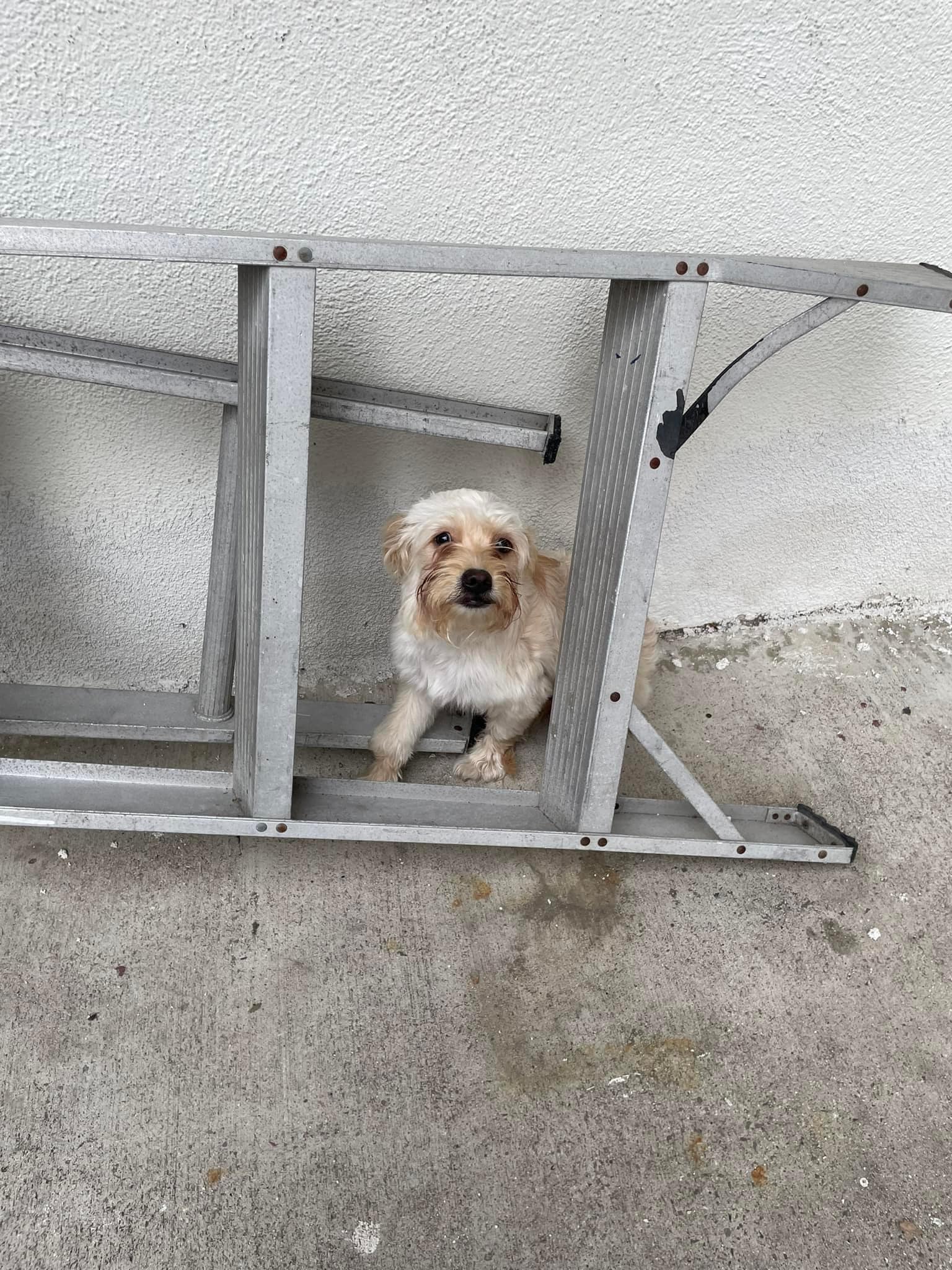 scared puppy hiding by the ladder