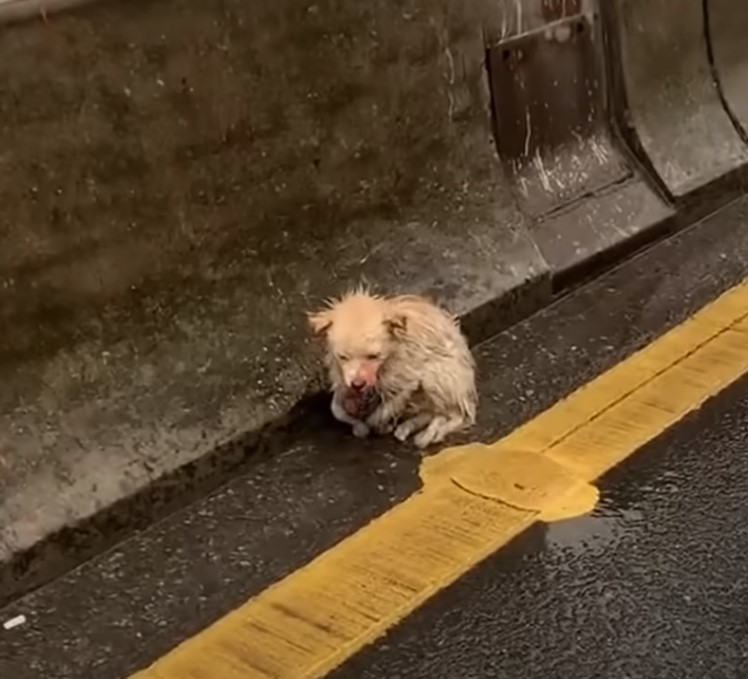 scared puppy trembling on the bridge