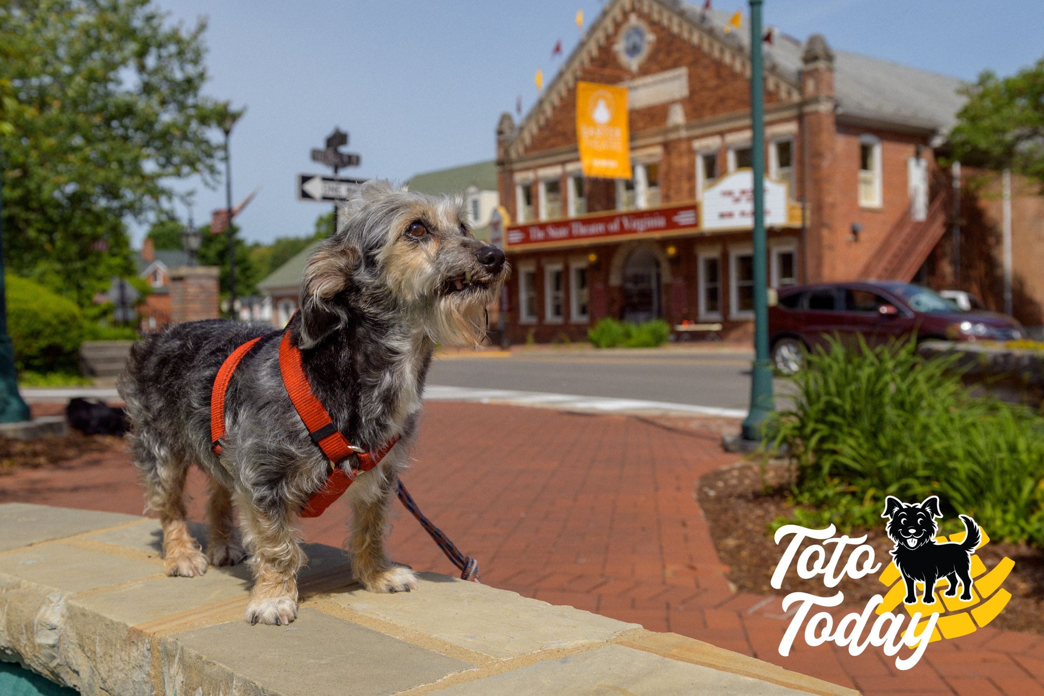 senior dog on a leash