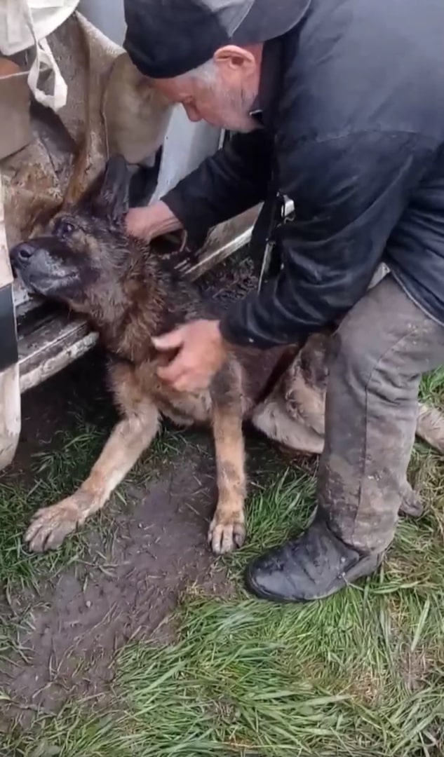 senior man helping dog