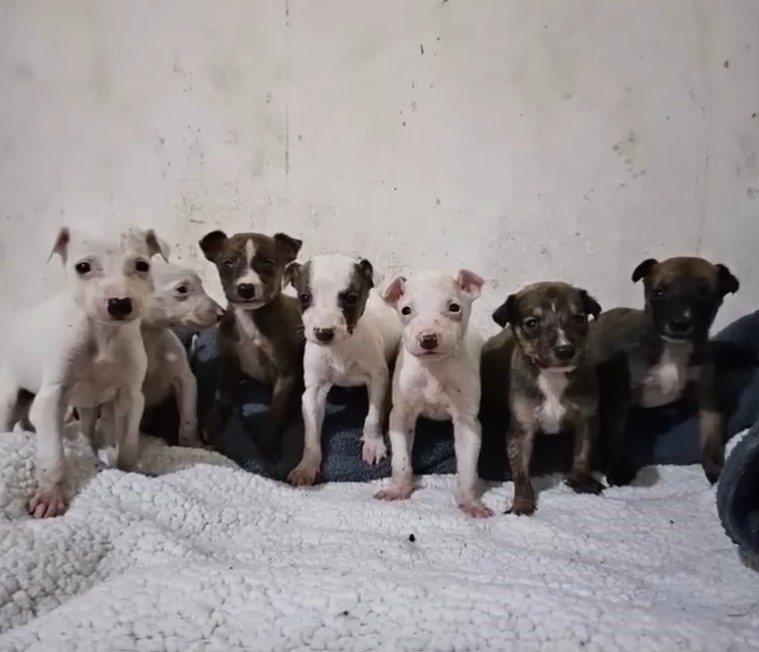 seven puppies