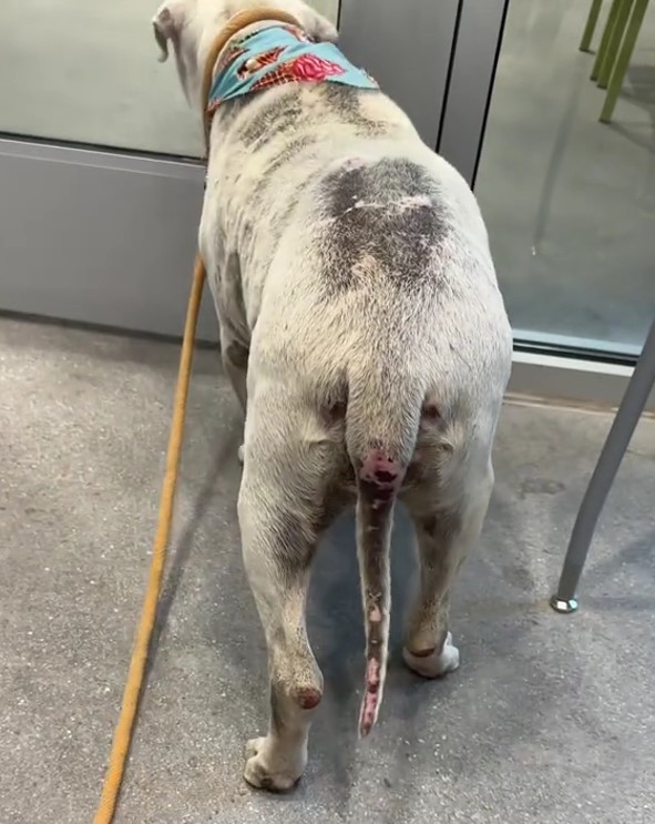 shelter dog standing by the door