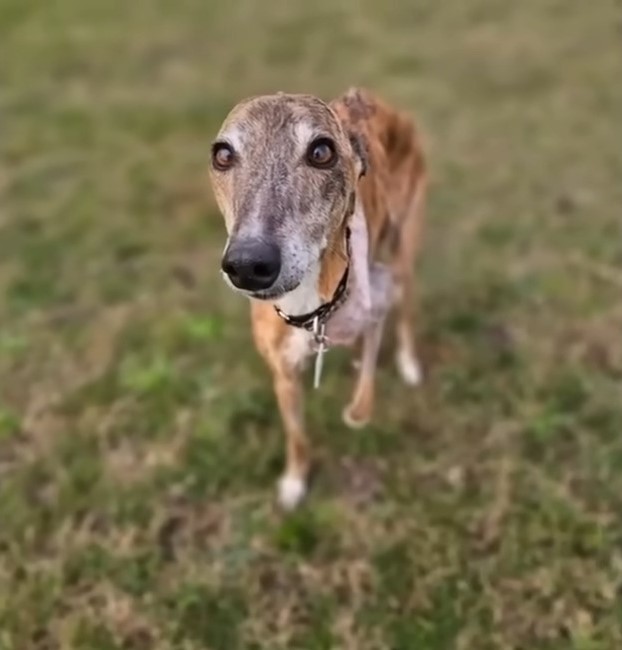 skinny brown dog