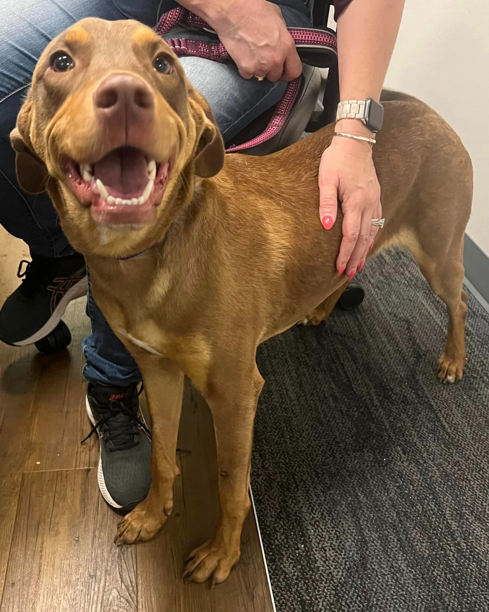 smiling dog with man