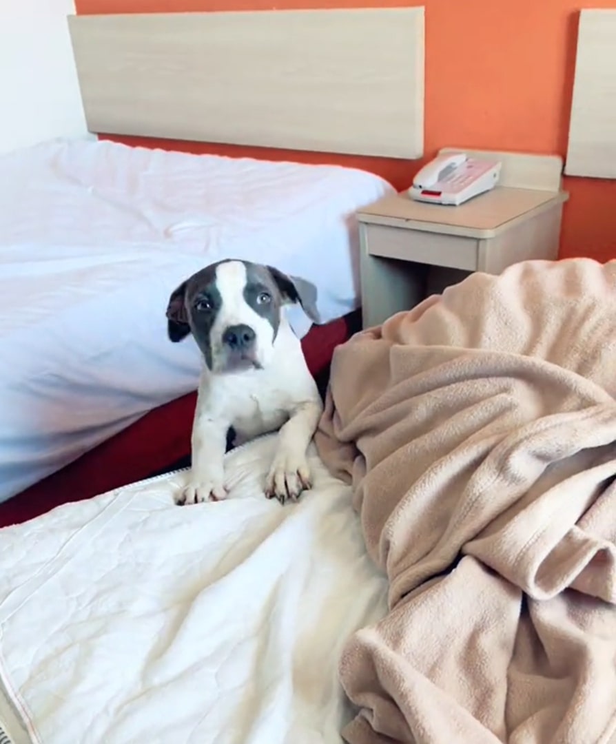 sweet black and white dog