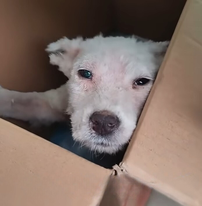 sweet dog in a box