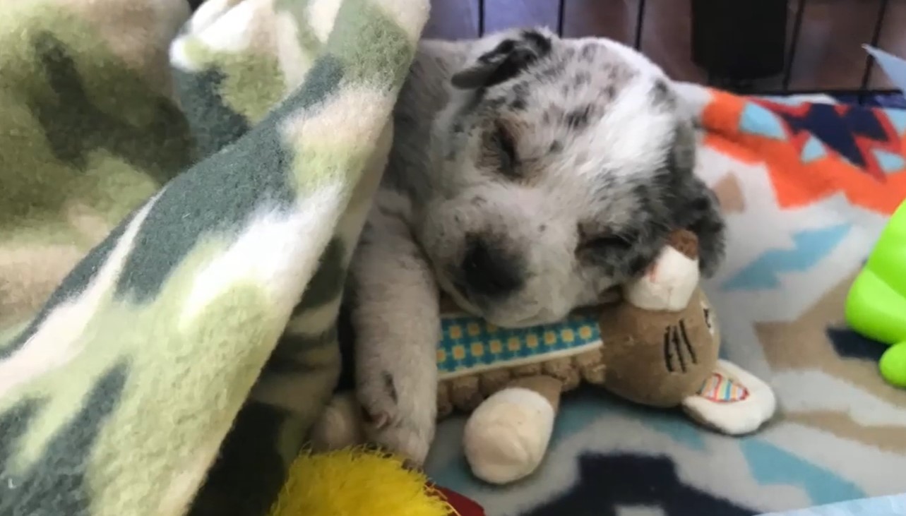 sweet dog sleeping with toys