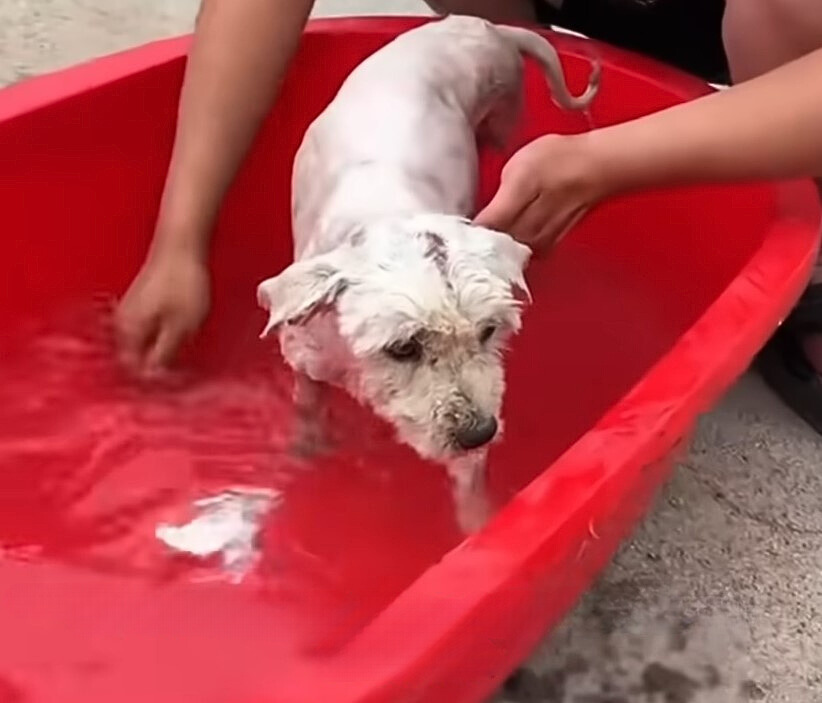 the dog bathes in a red bathtub