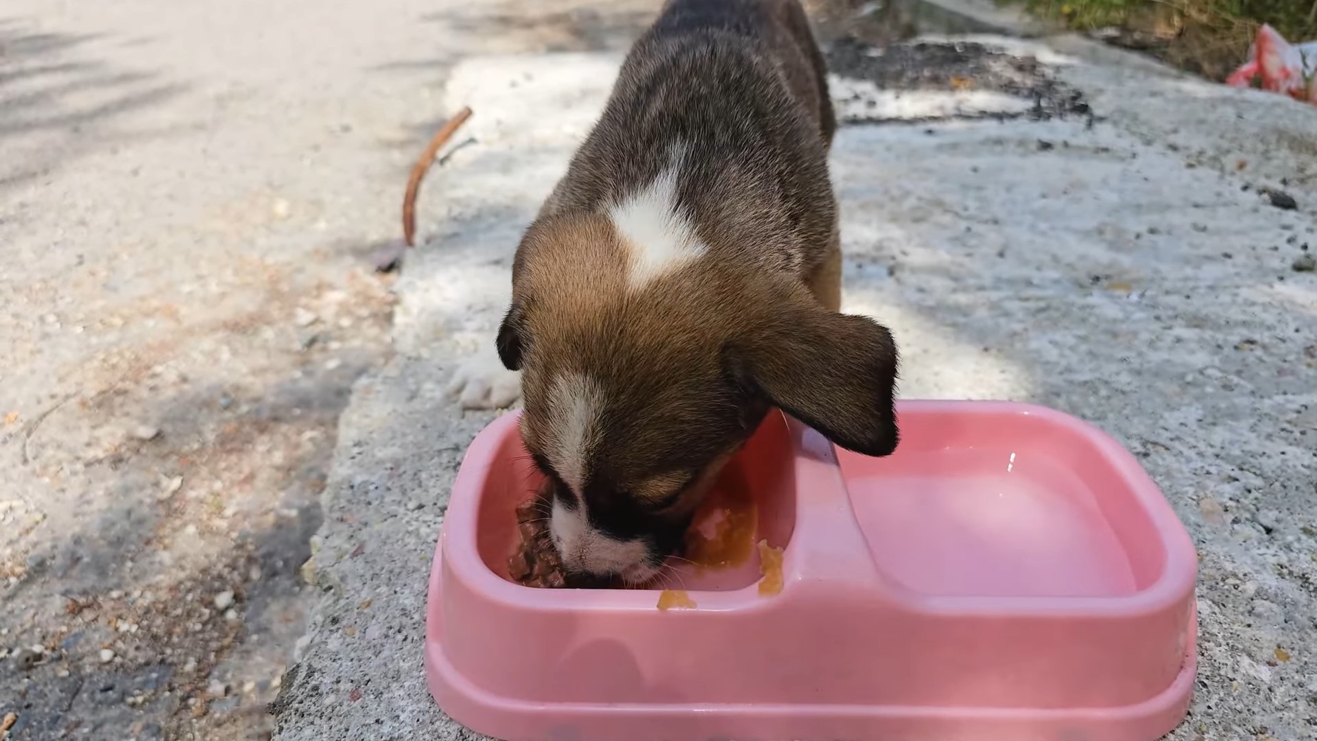 the dog eats from a pink bowl