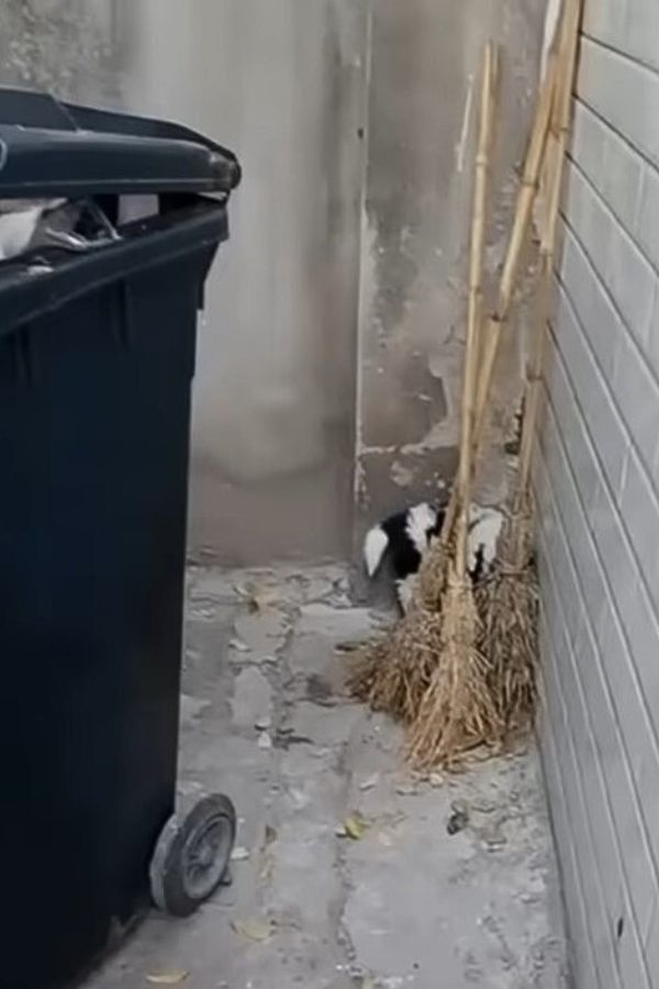 the dog is hiding behind the trash can