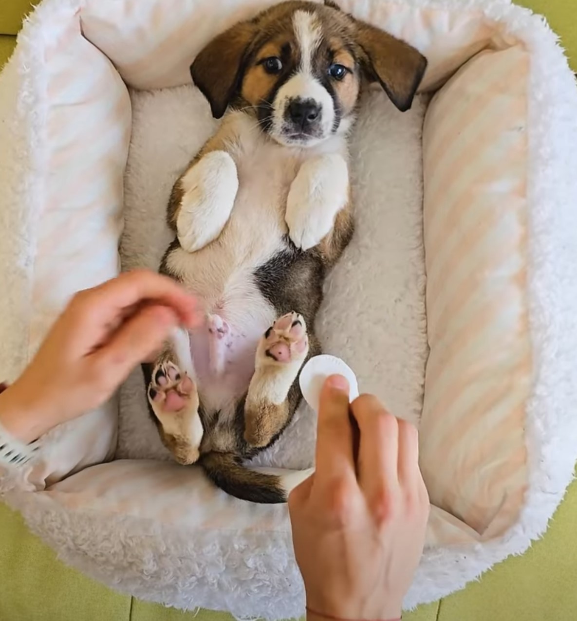 the dog lies on its back while the woman plays with it