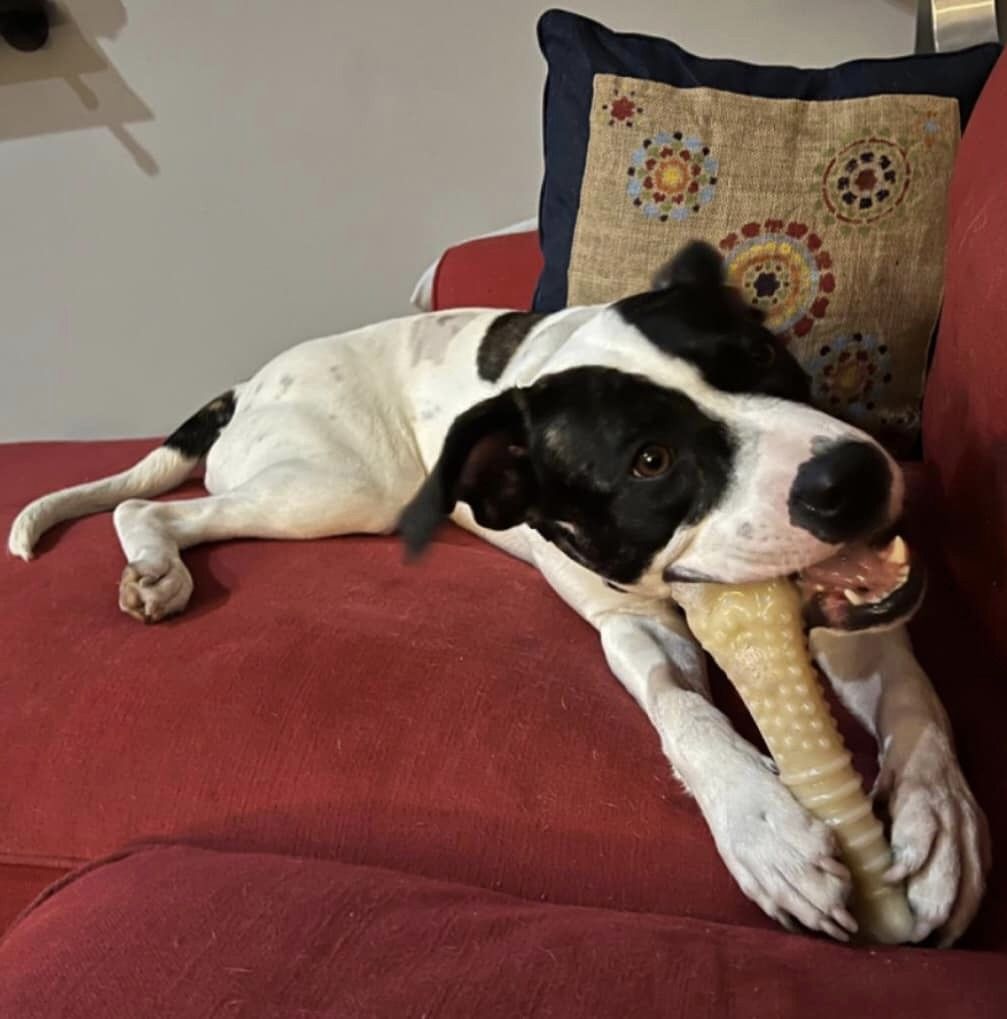 the dog lies on the couch and chews on a toy bone