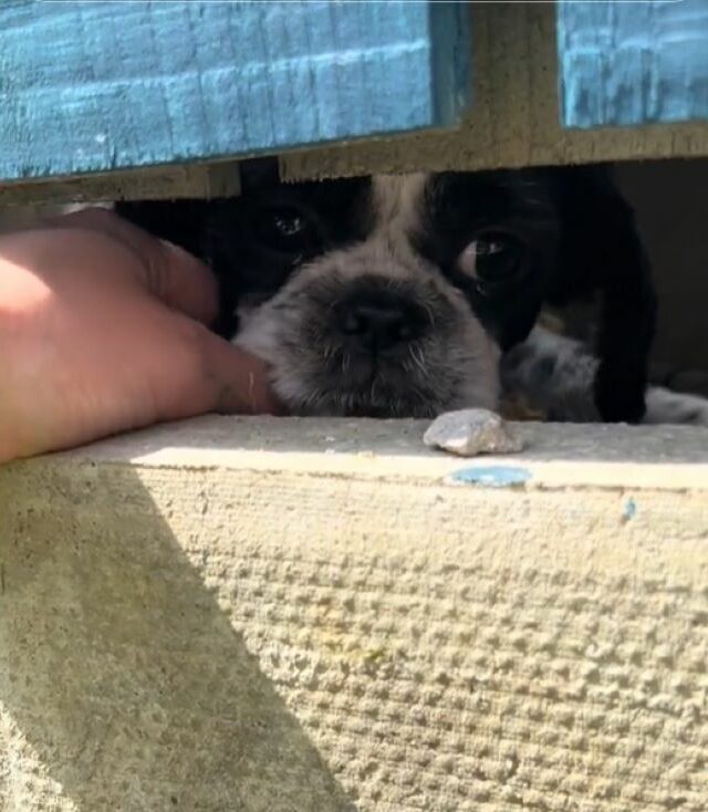 the hidden dog peeks out of the box