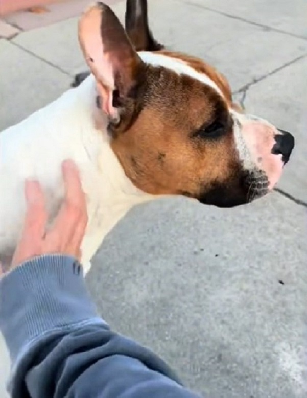 the owner caresses his dog