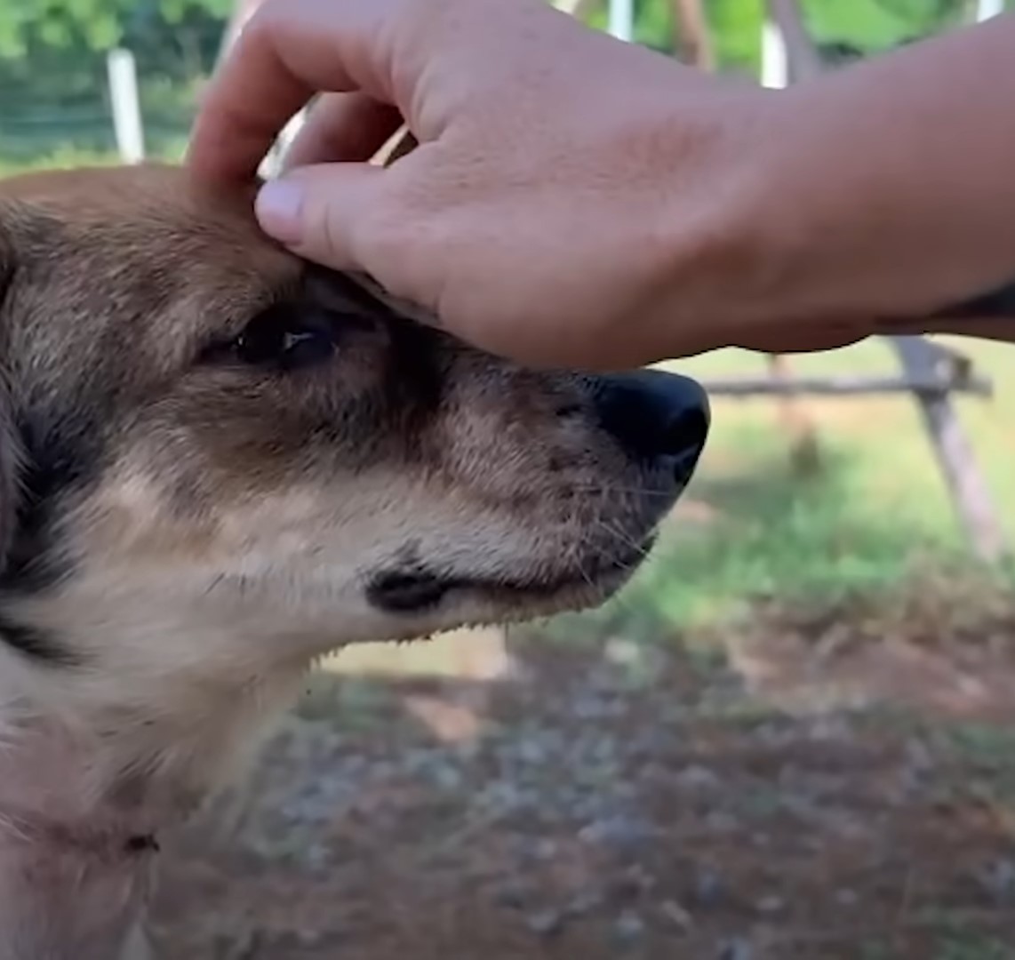 the woman caresses the dog's head