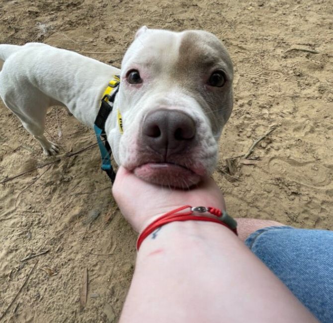 the woman put her hand under the dog's muzzle