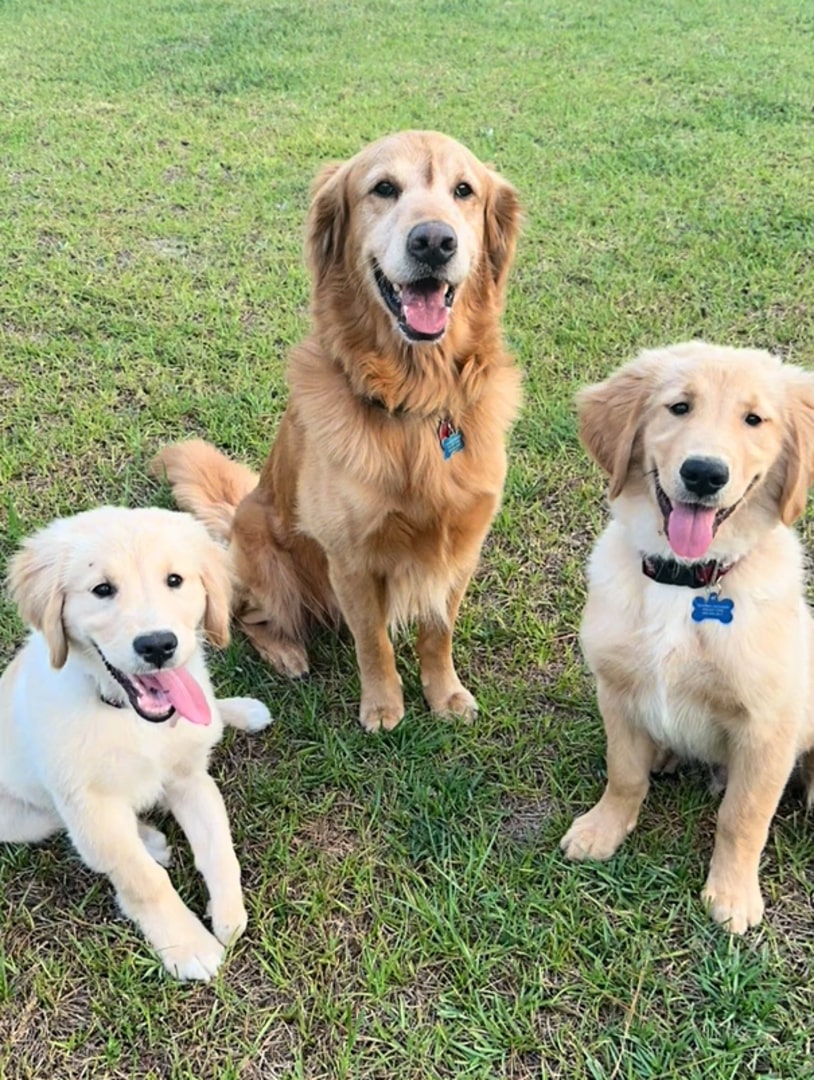 three cute dogs are sitting on the grass and looking at the camera