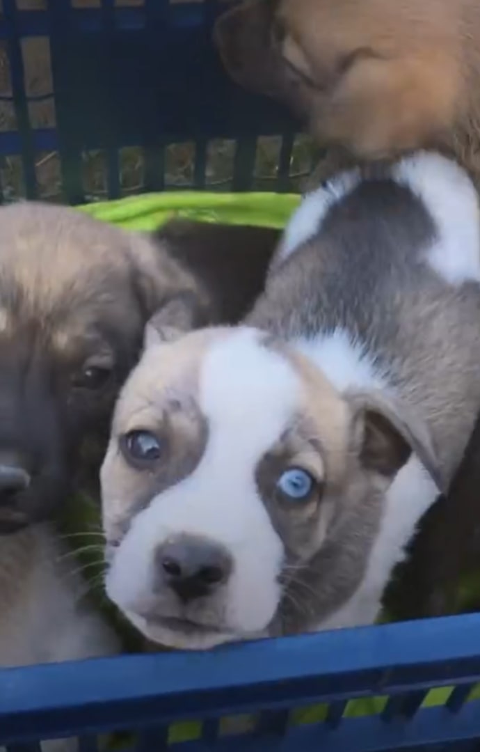 three cute puppies