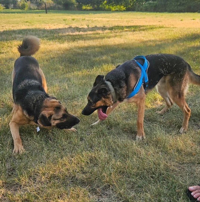 two dogs are playing on the grass