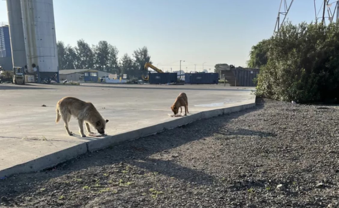 two dogs eating outdoors