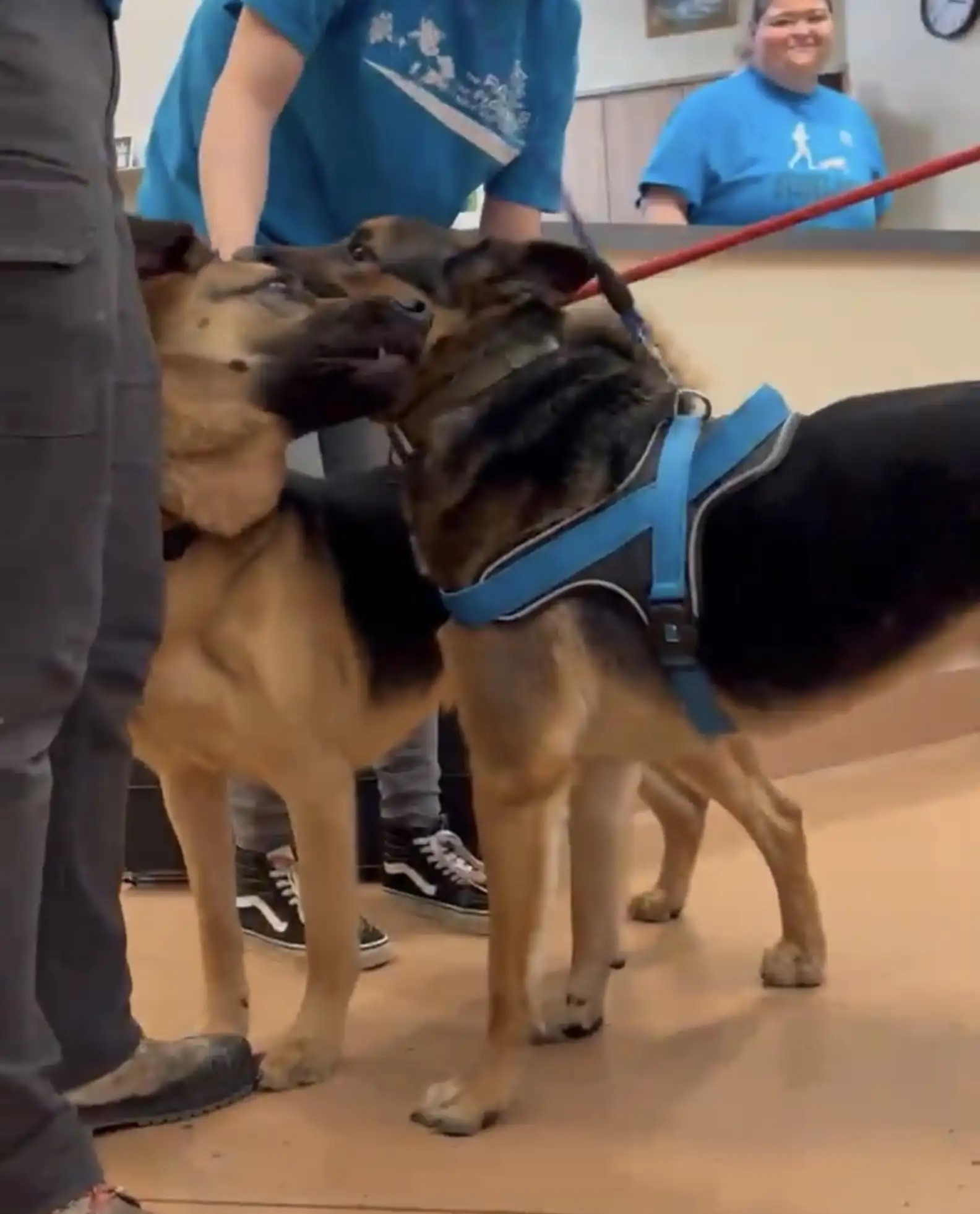 two dogs found each other after being separated