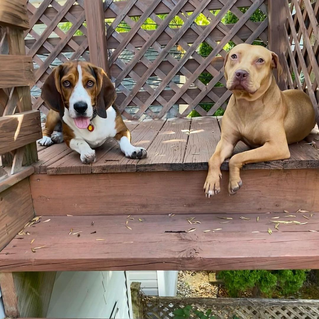 two dogs lying on a deck