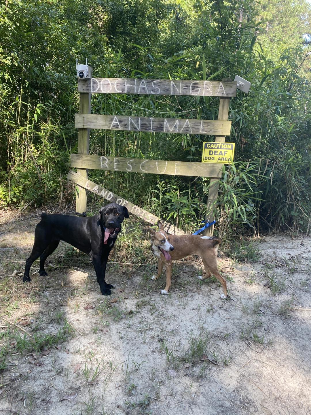 two dogs next to a sign