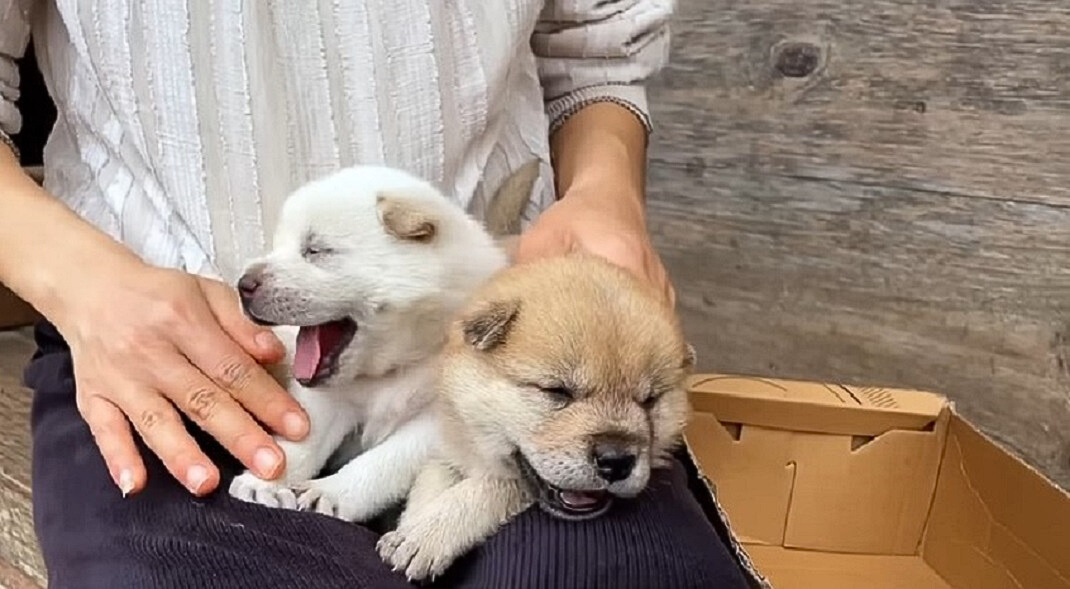 two fluffy puppies