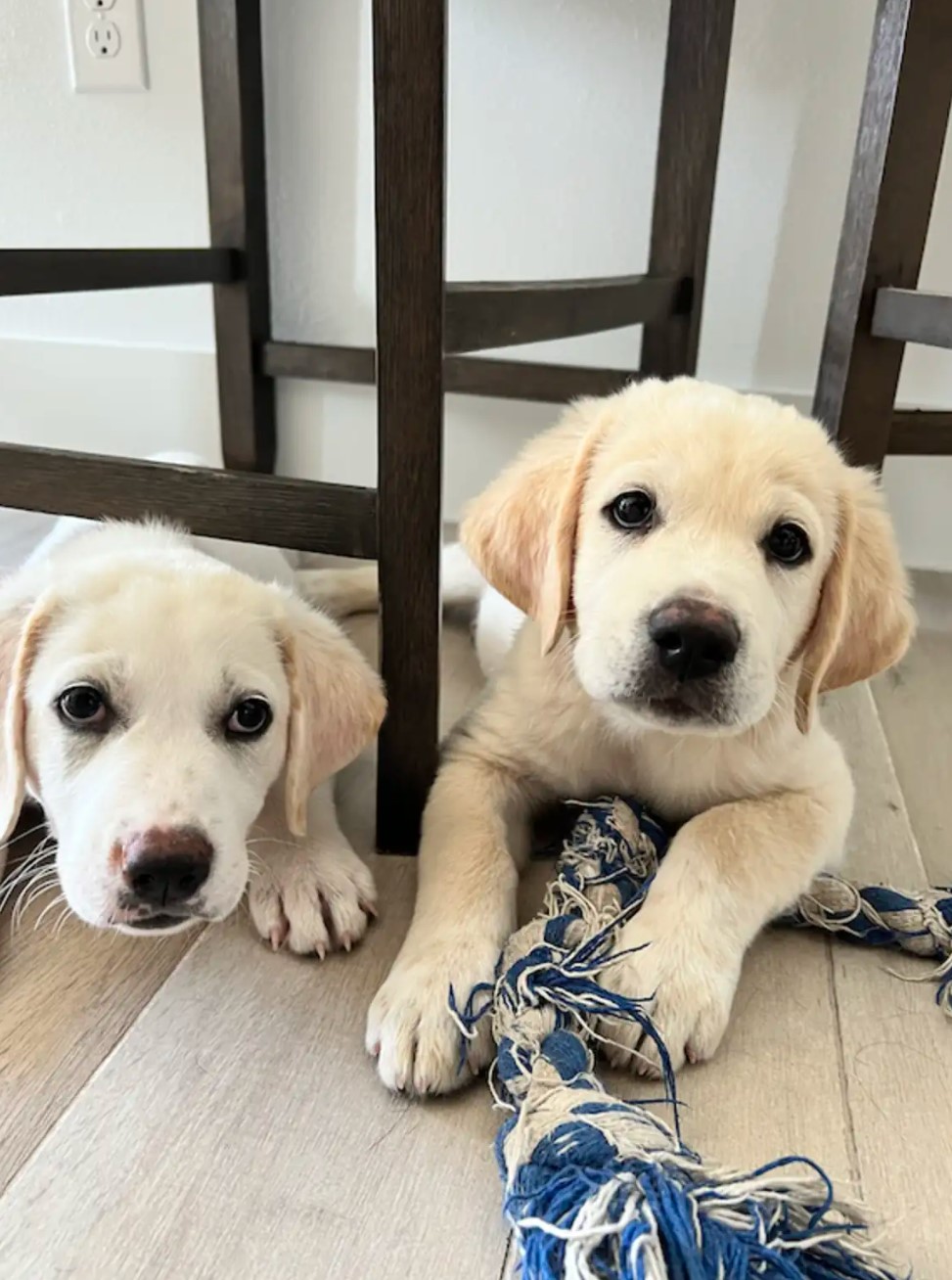 two puppies lying under a chair