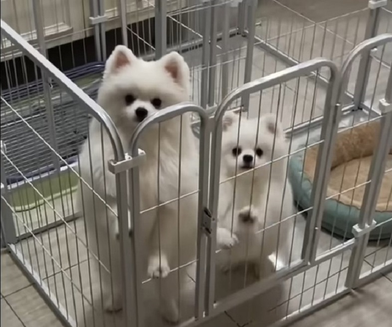 two very cute white dogs