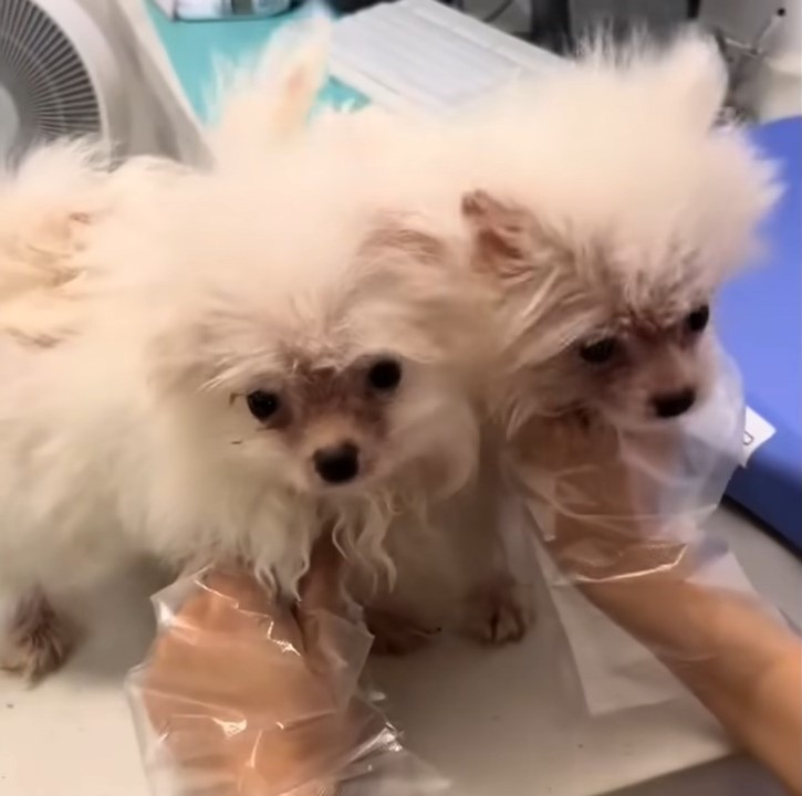 two white dogs at vets