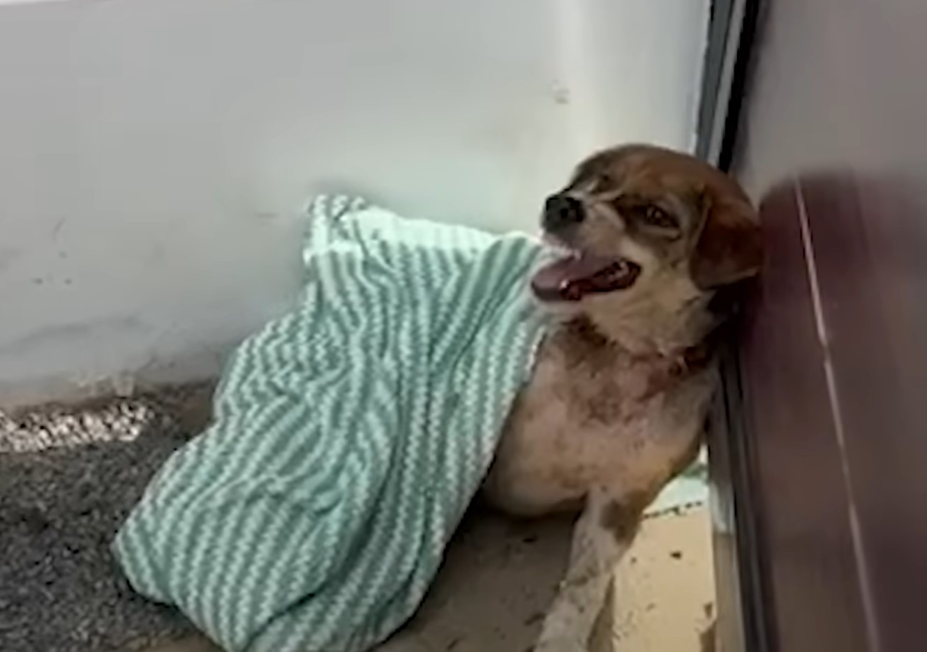 upset dog covered with a blanket