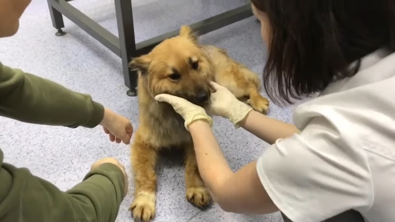 veterinarian checking dog