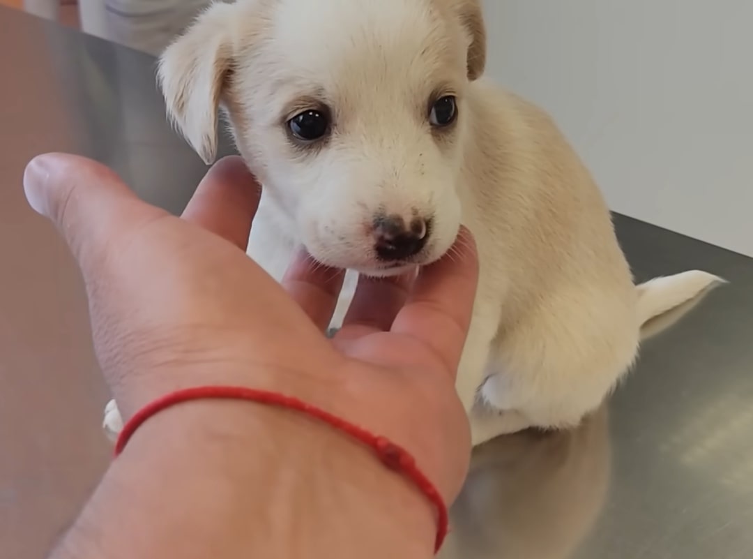 weeks old abandoned puppy