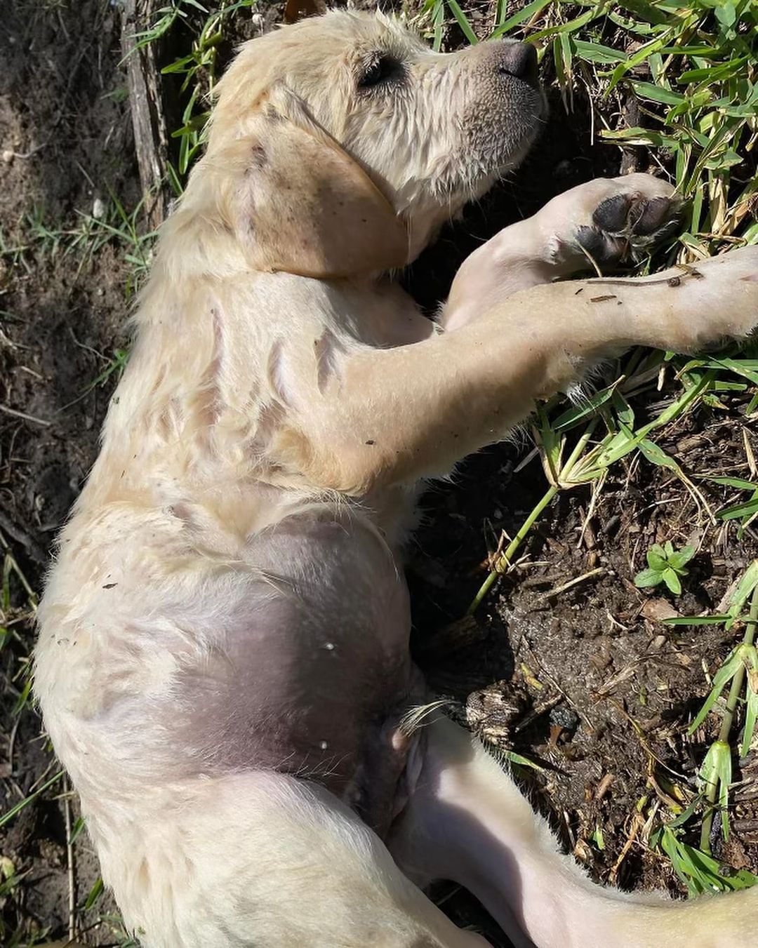 wet puppy lying on the ground