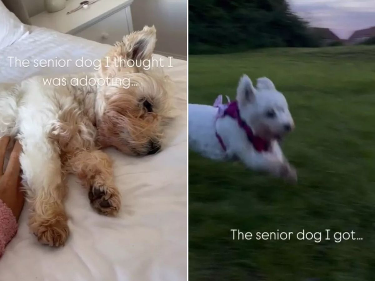 white dog running