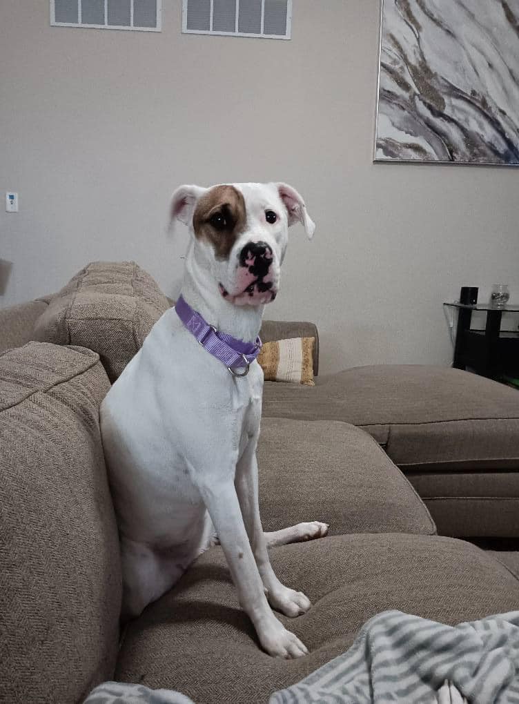 white dog sitting on the couch