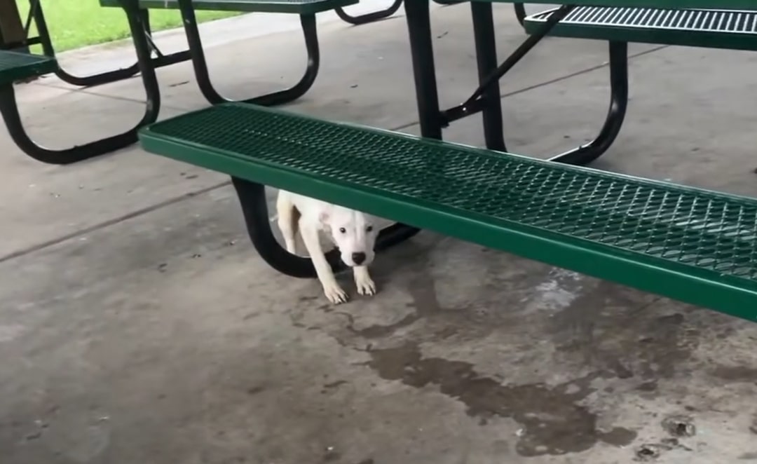 white dog tied to a table