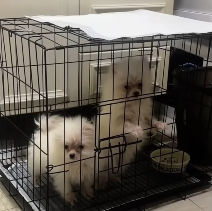 white dogs in crate