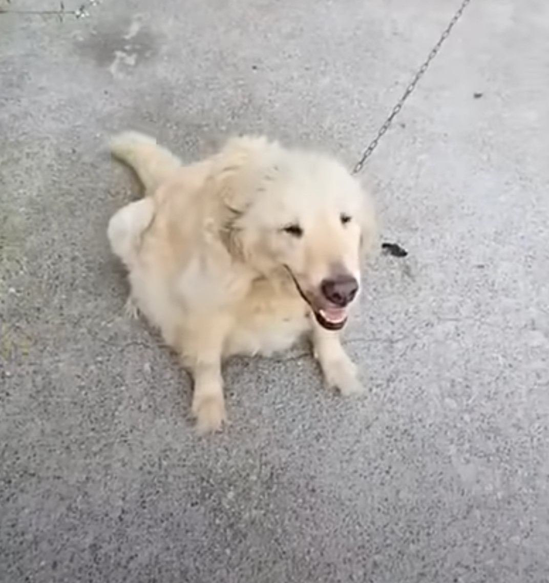 white pregnant dog