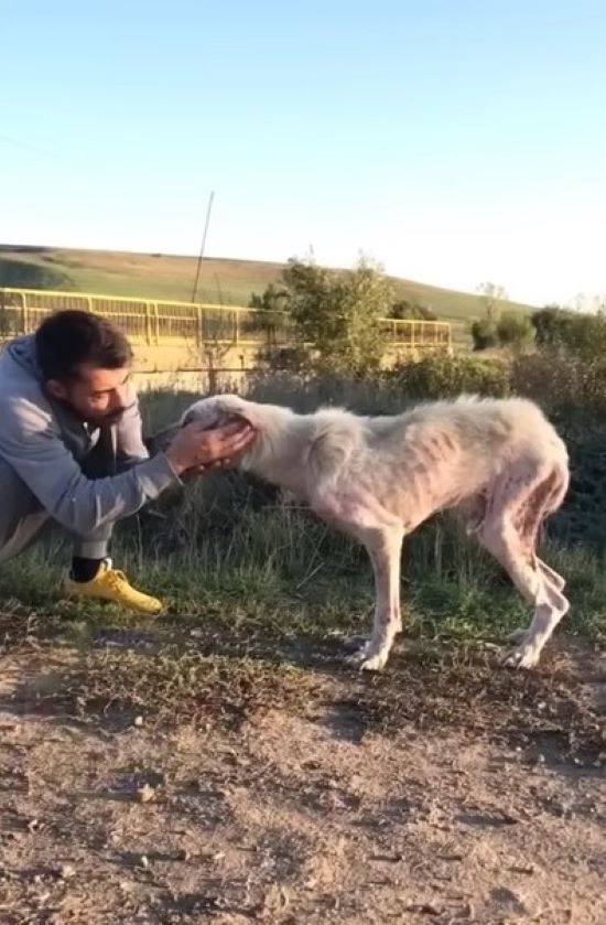 white starving dog