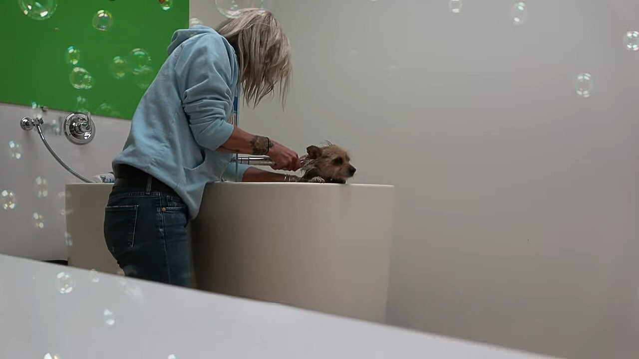 woman cleaning dog