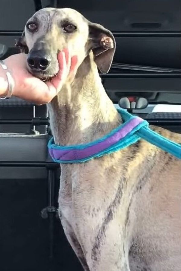 woman holding a dogs head