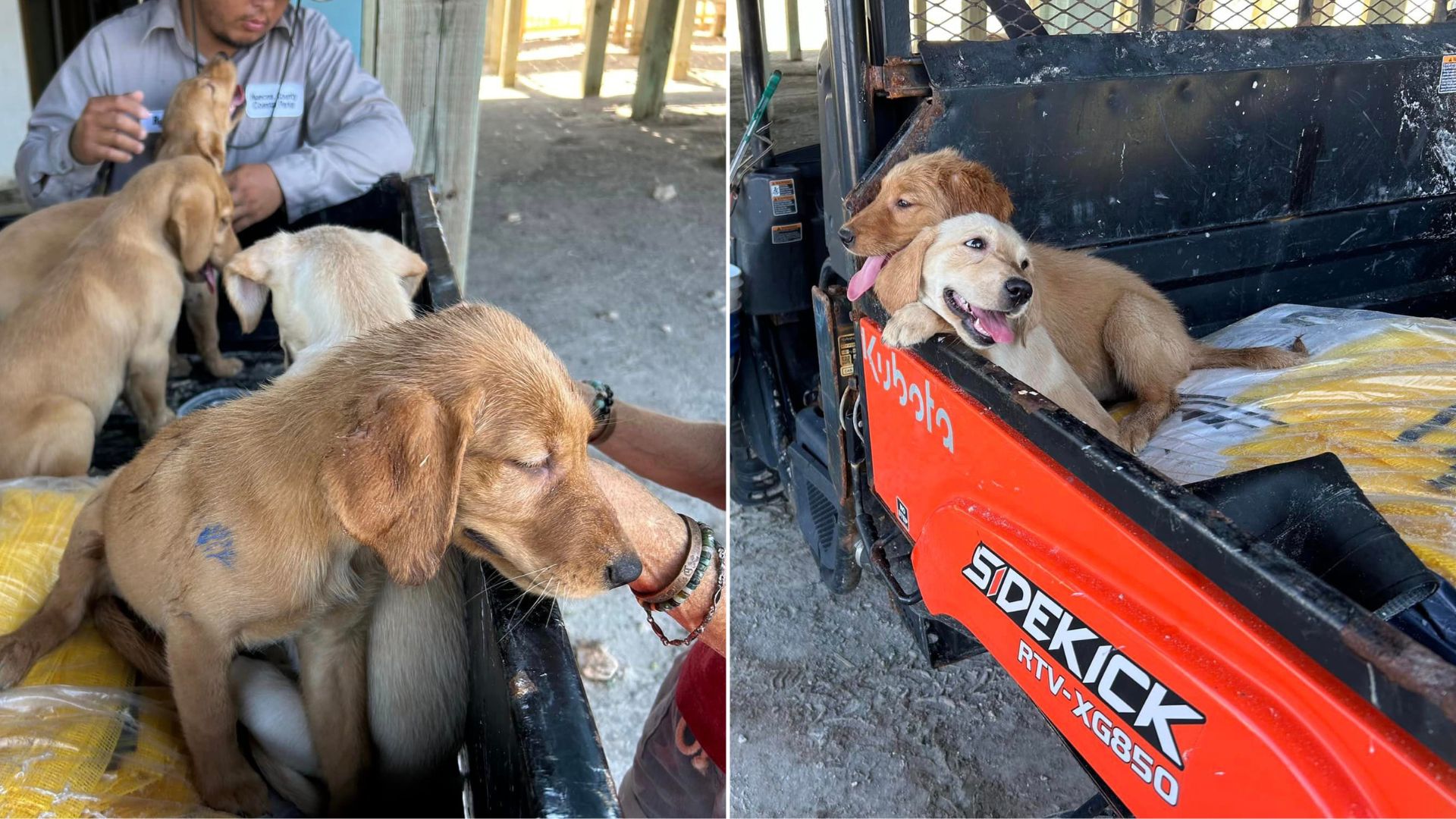 puppies dumped at the beach